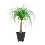 Beaucarnea Recurvata